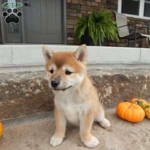 Dora, Shiba Inu Puppy